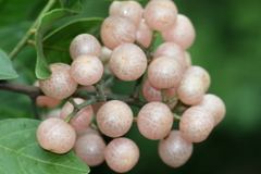 Glycosmis pentaphylla